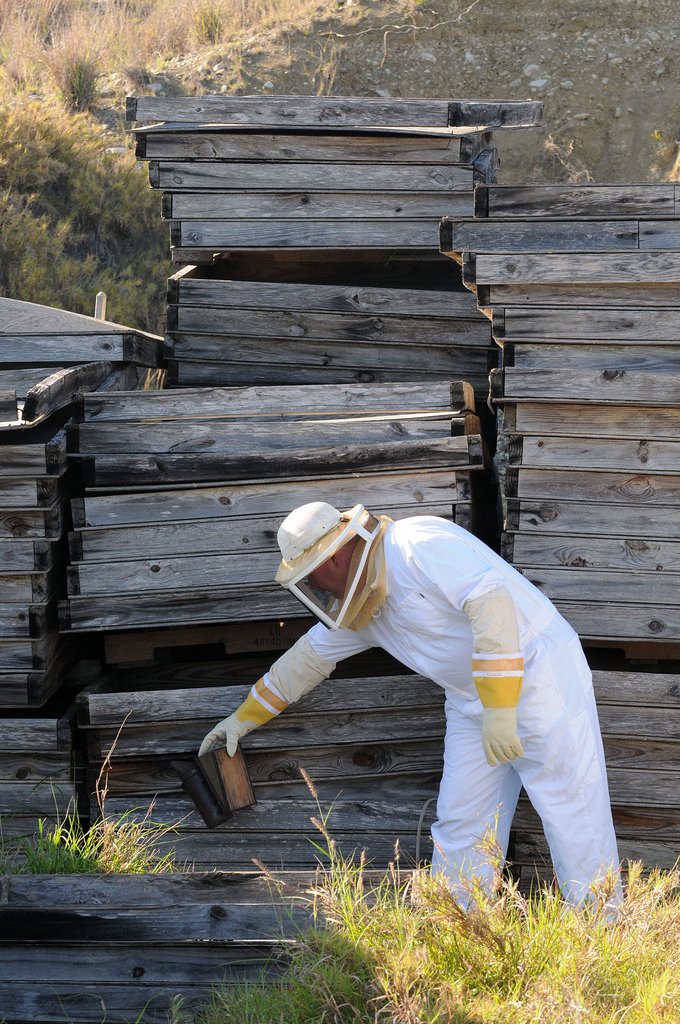 Scientific Insights into Bee Behavior (image credits: wikimedia)
