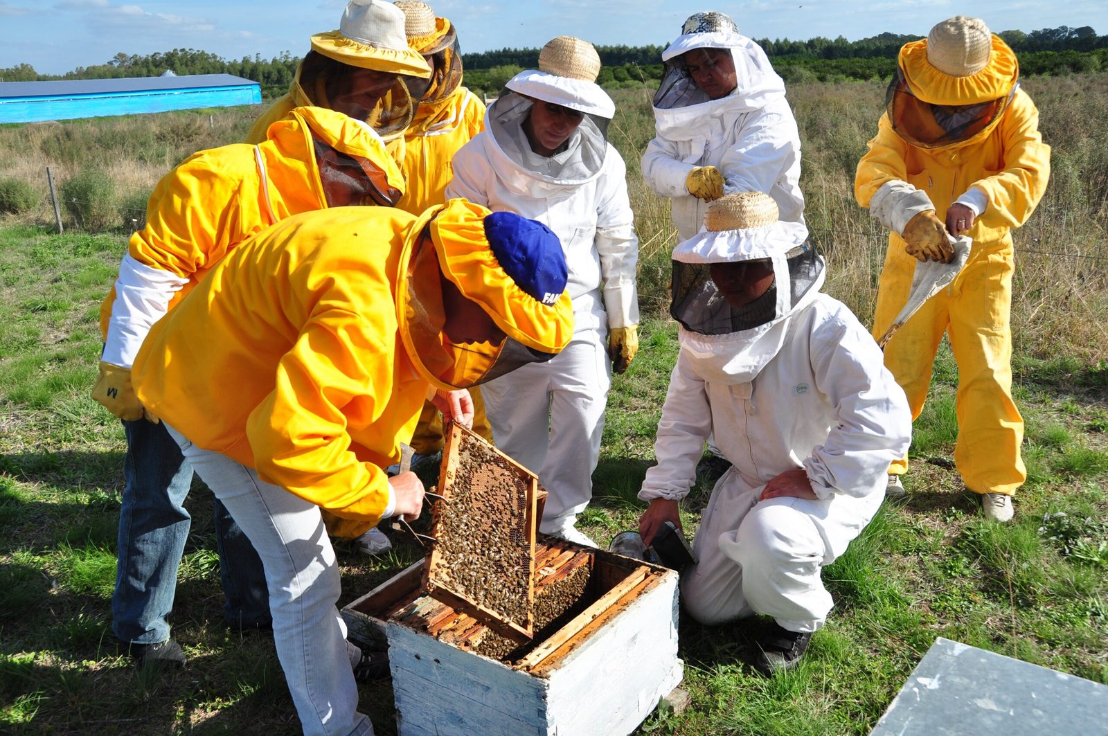 Technological Advancements in Beekeeping (image credits: wikimedia)