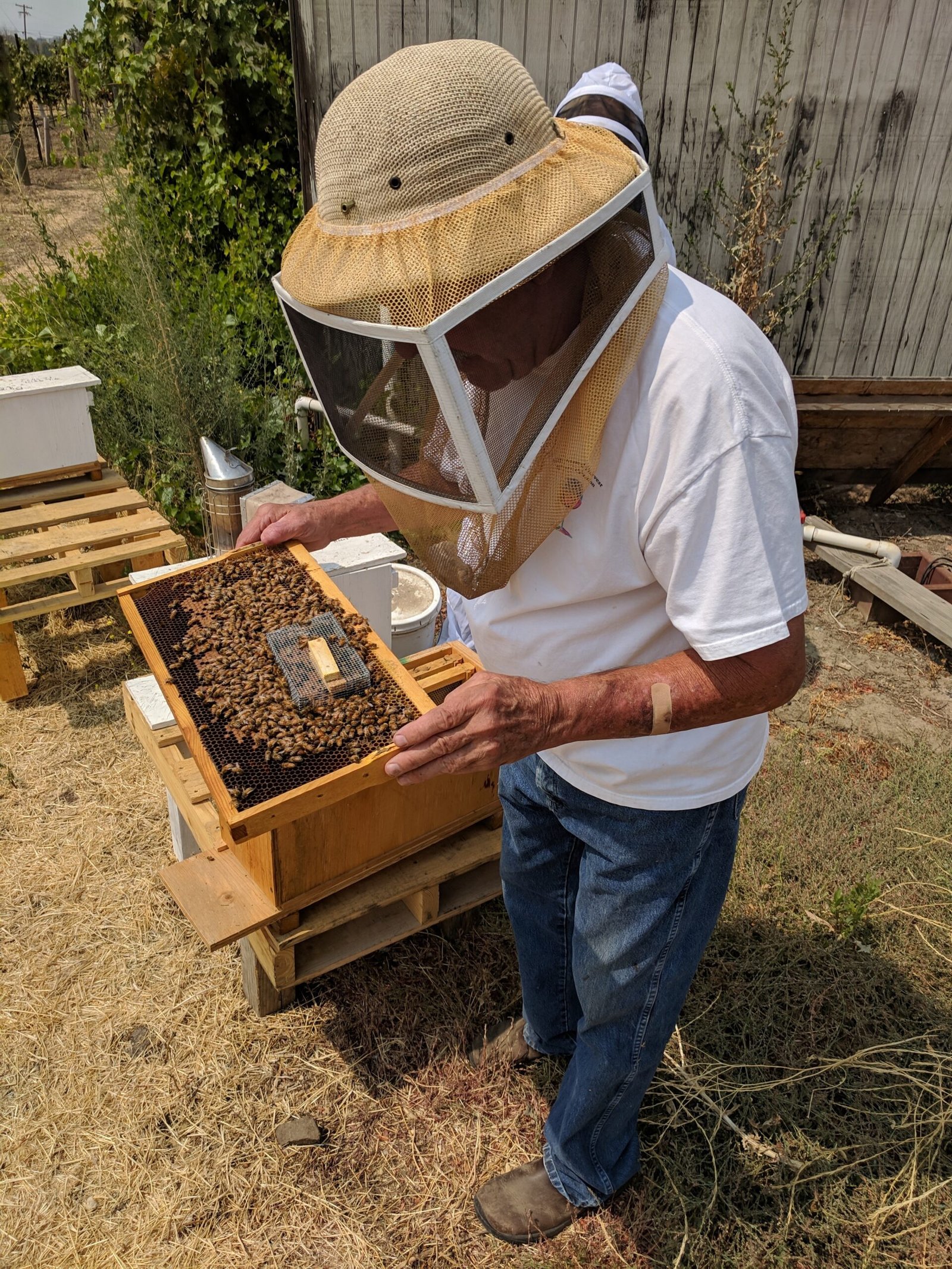 The Human Element: Stories of Beekeepers (image credits: wikimedia)