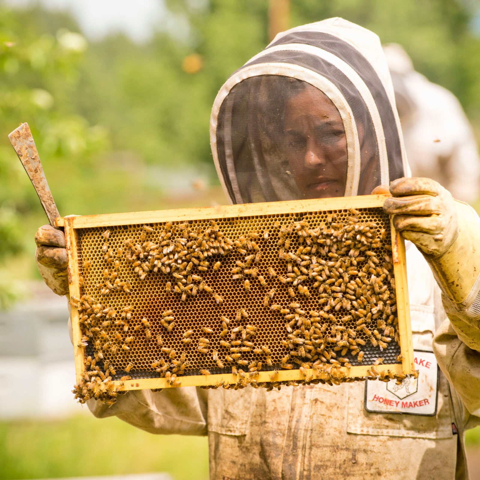 The Future of Beekeeping (image credits: wikimedia)