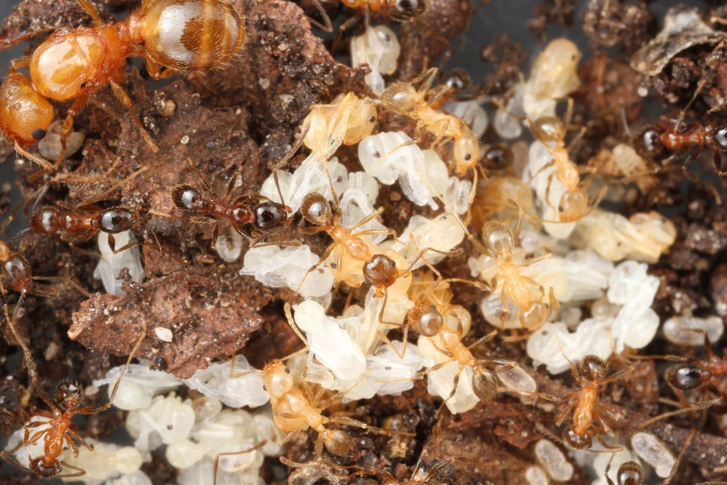 Genetic Diversity: The Queen’s Contribution to Colony Resilience (image credits: rawpixel)