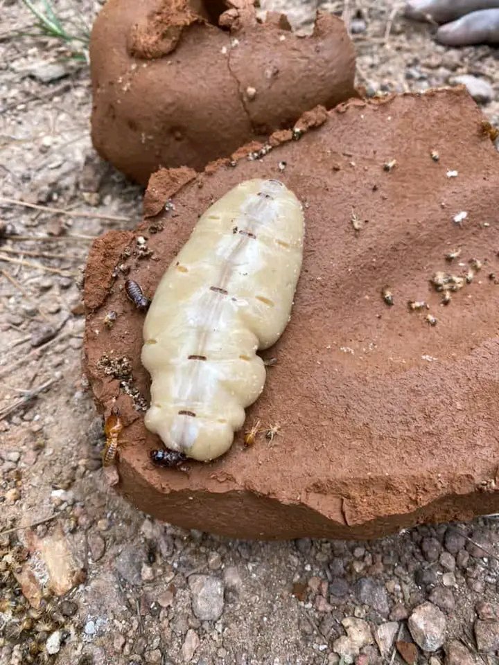 The Ecological Impact of Termite Queens (image credits: wikimedia)