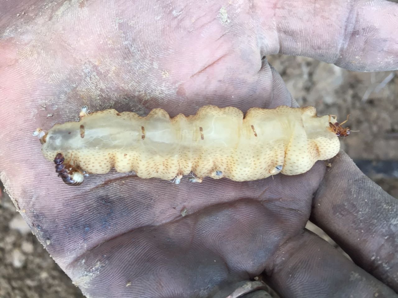 The Fascination with Termite Queens: A Call to Action (image credits: wikimedia)