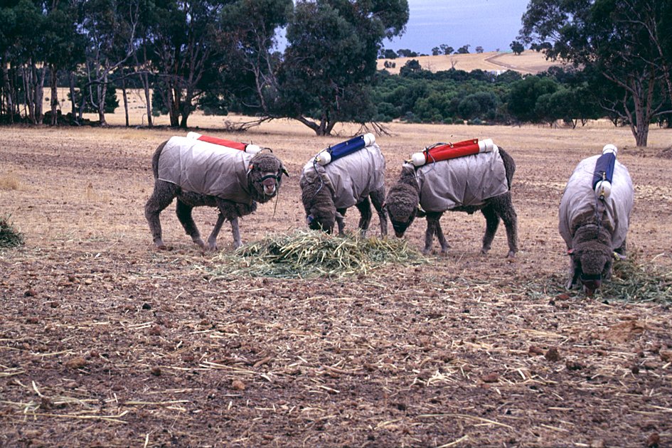 Human Influence on Animal Alcohol Consumption (image credits: wikimedia)