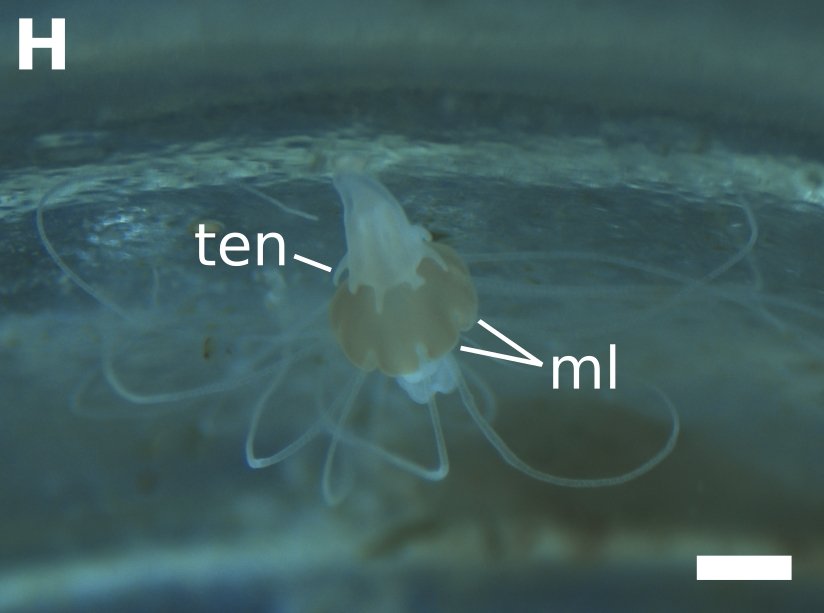 Transdifferentiation: The Secret to Reversing Aging (image credits: wikimedia)