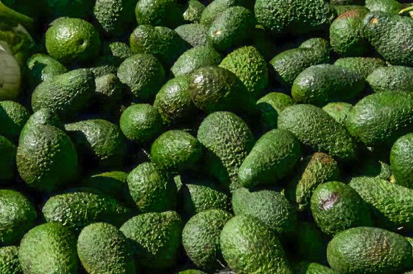 Human Intervention: A New Chapter for Avocados (image credits: wikimedia)