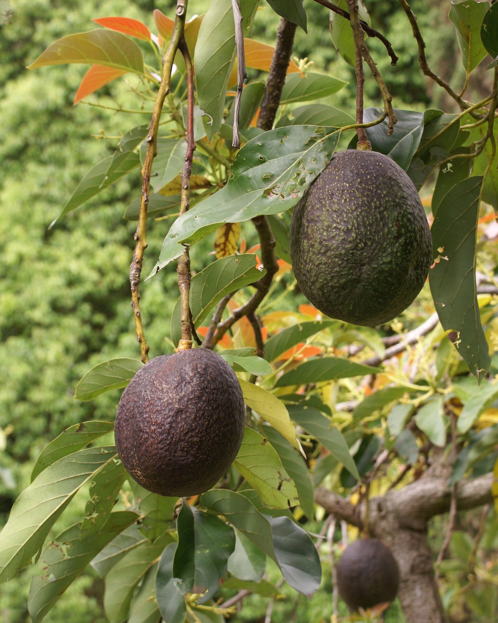 The Nutritional Powerhouse: Why We Love Avocados (image credits: wikimedia)