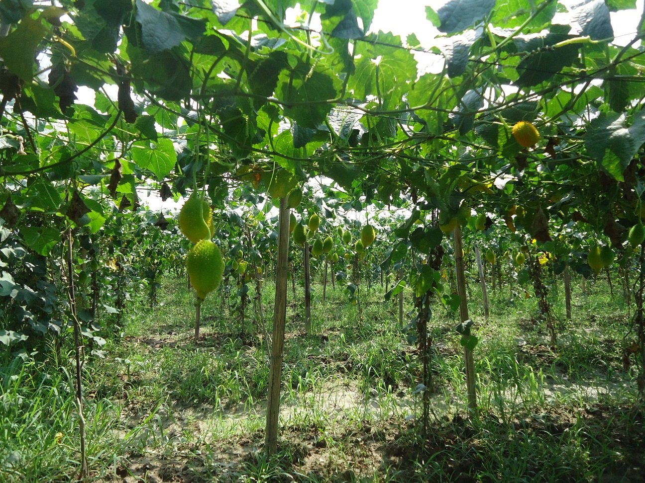 Sustainability and the Future of Avocados (image credits: wikimedia)