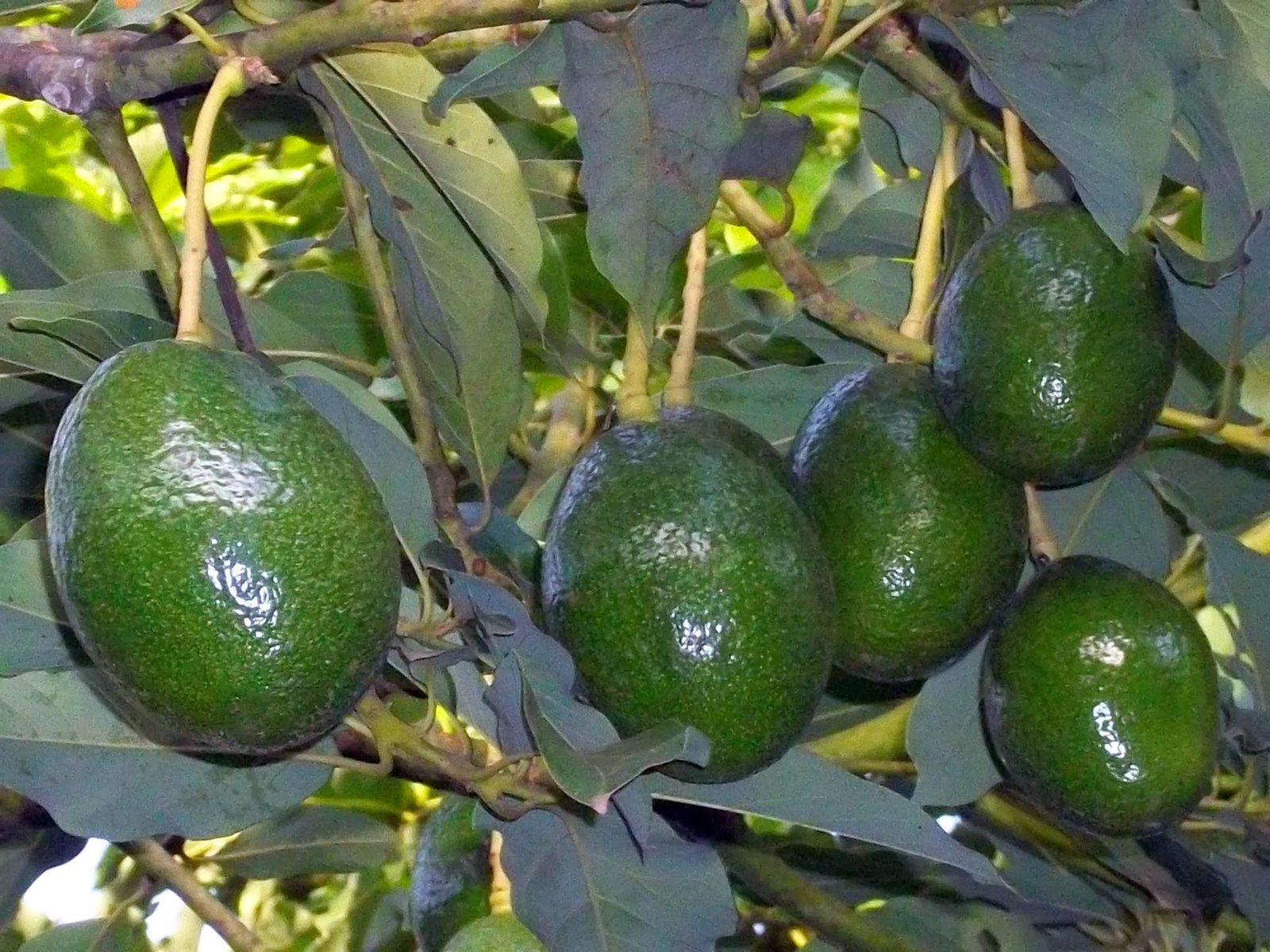Avocados in Culture and Cuisine (image credits: wikimedia)