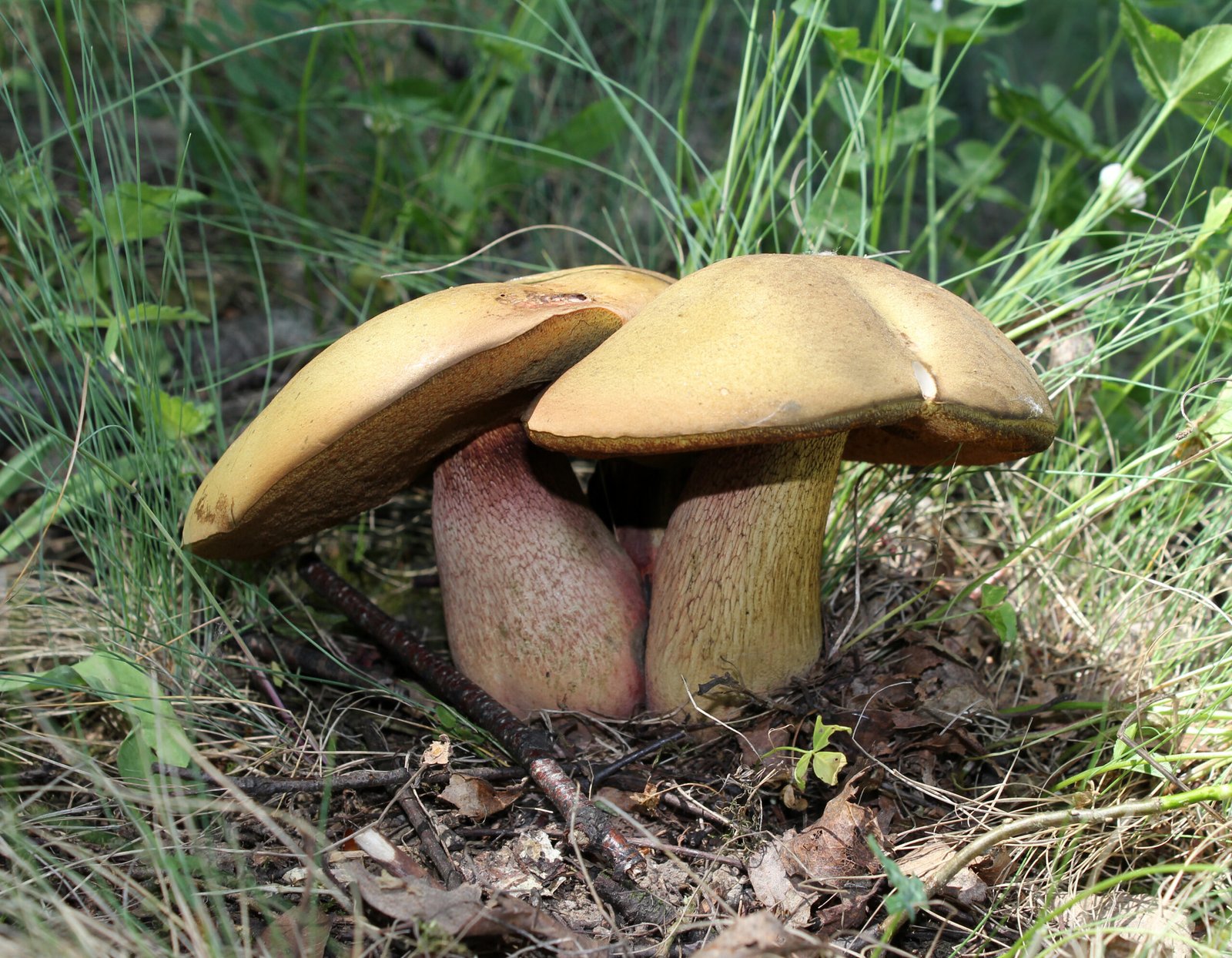 The Role of Psychedelics in Human Evolution (image credits: wikimedia)