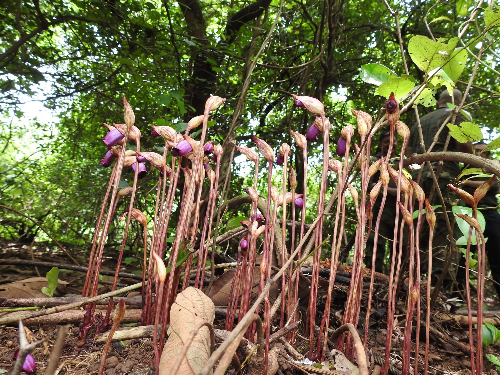 Ghostly Blooms: Flowers Left Behind (image credits: wikimedia)