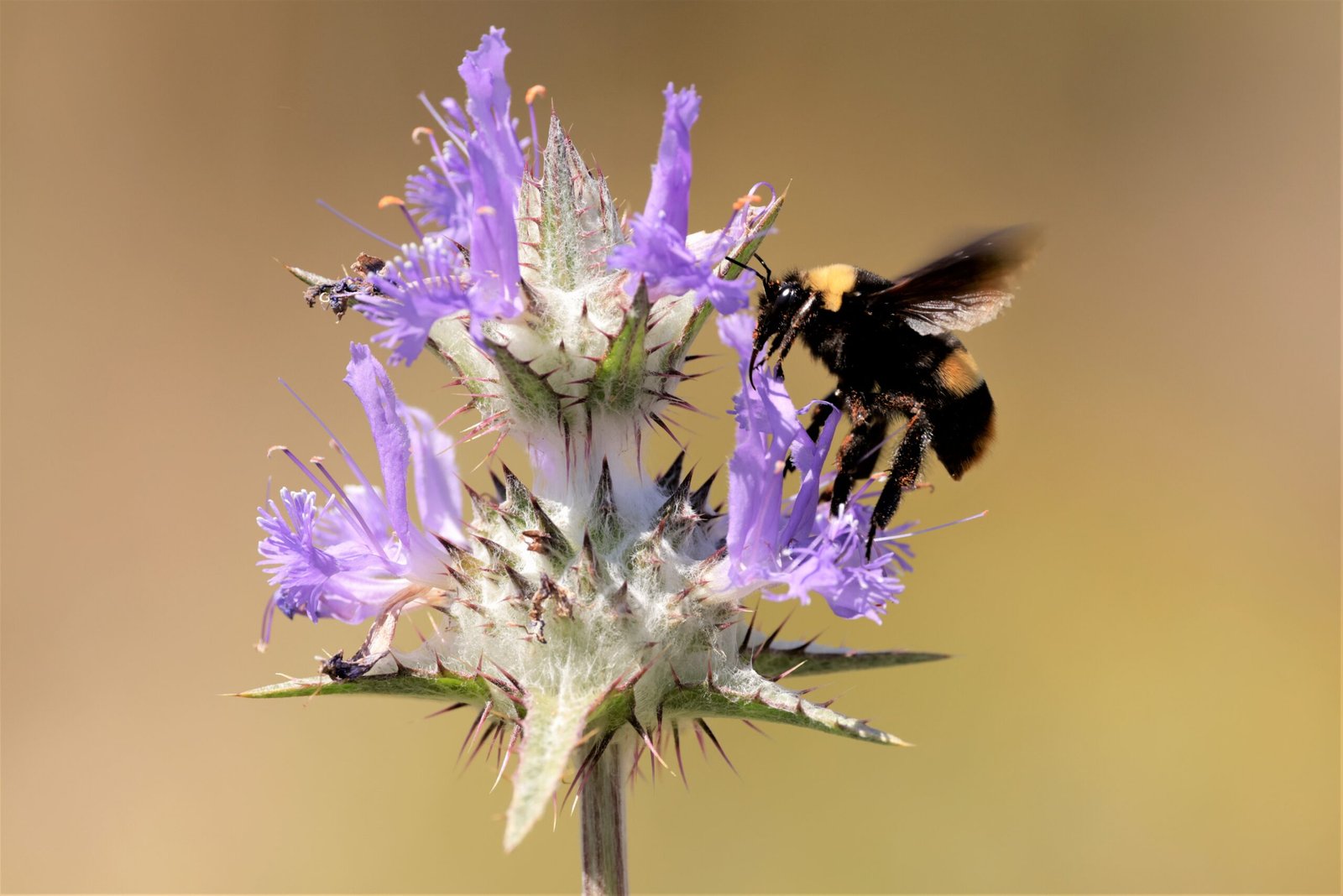 Why Pollinators Disappear (image credits: wikimedia)