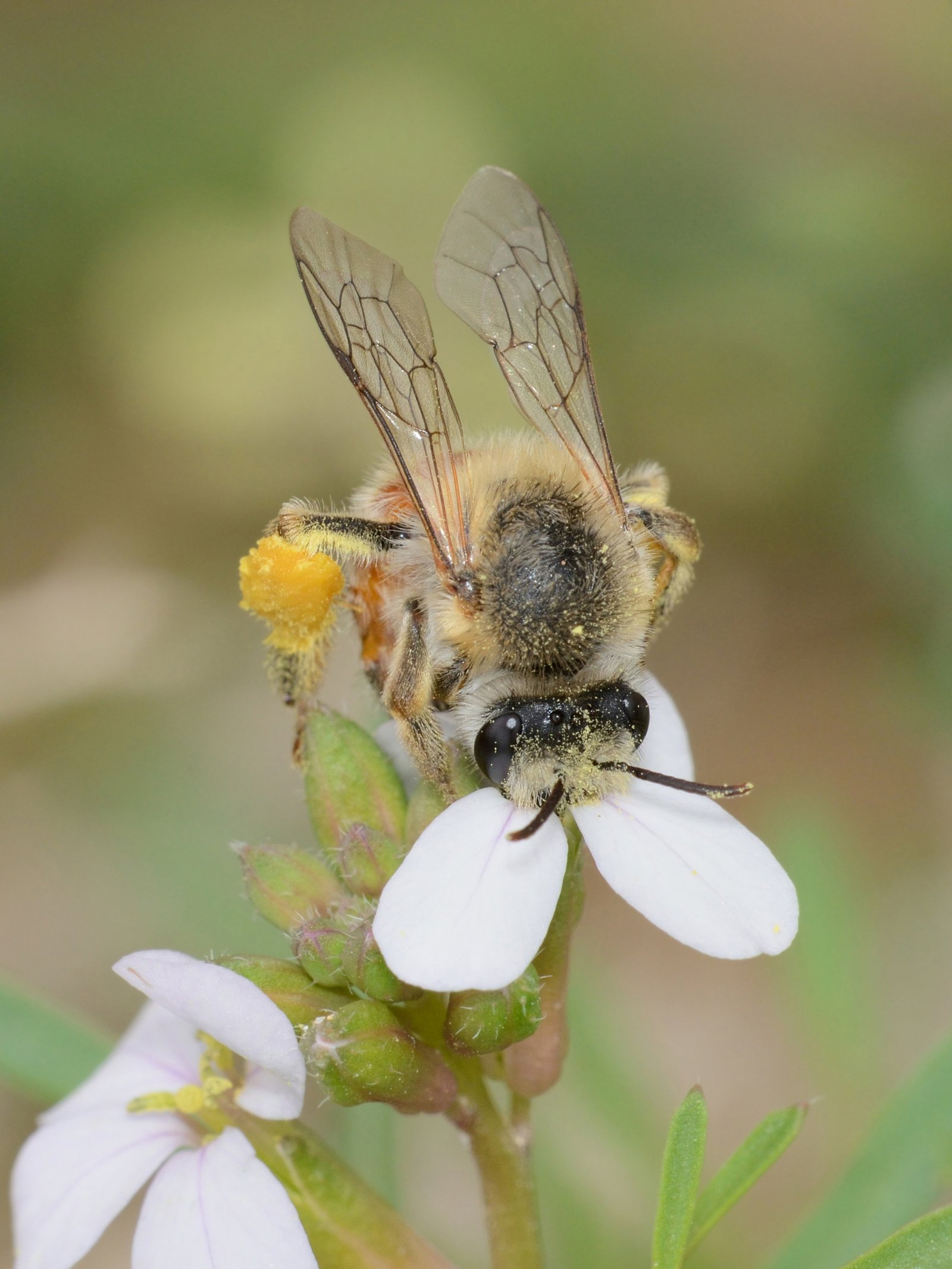 Lessons from Nature's Forgotten Dance (image credits: wikimedia)