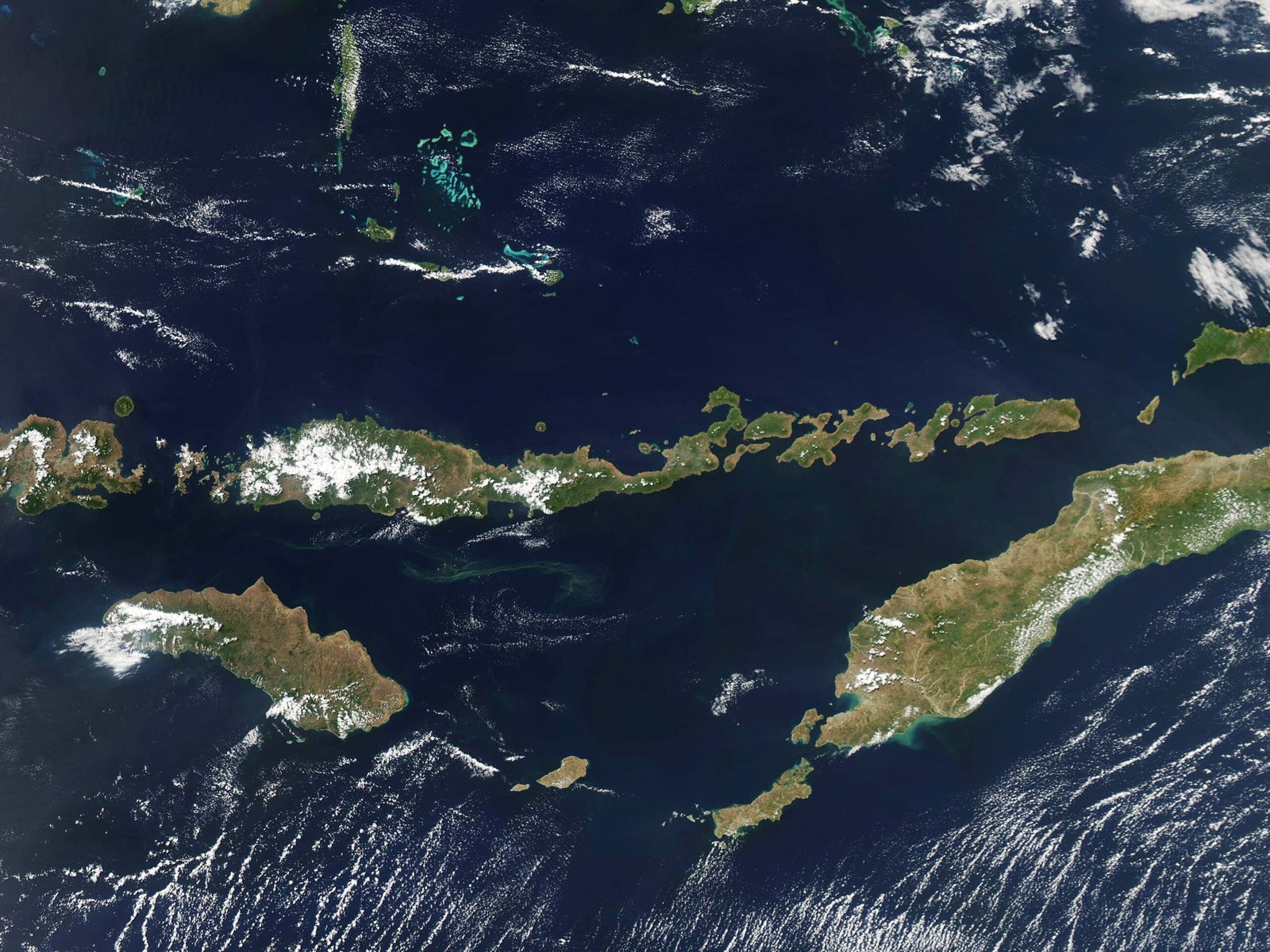 The Discovery on Flores Island (image credits: wikimedia)