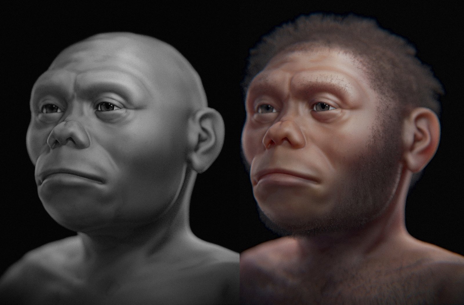 Physical Characteristics of Homo Floresiensis (image credits: wikimedia)