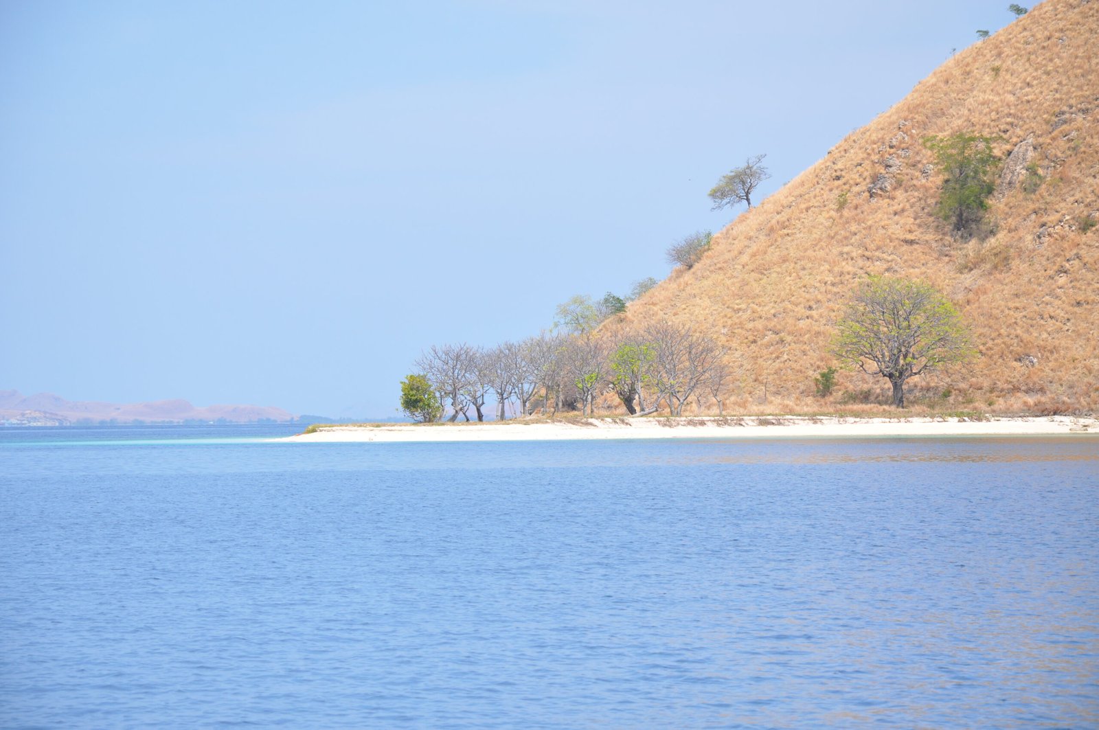 Environmental Challenges and Adaptations (image credits: wikimedia)