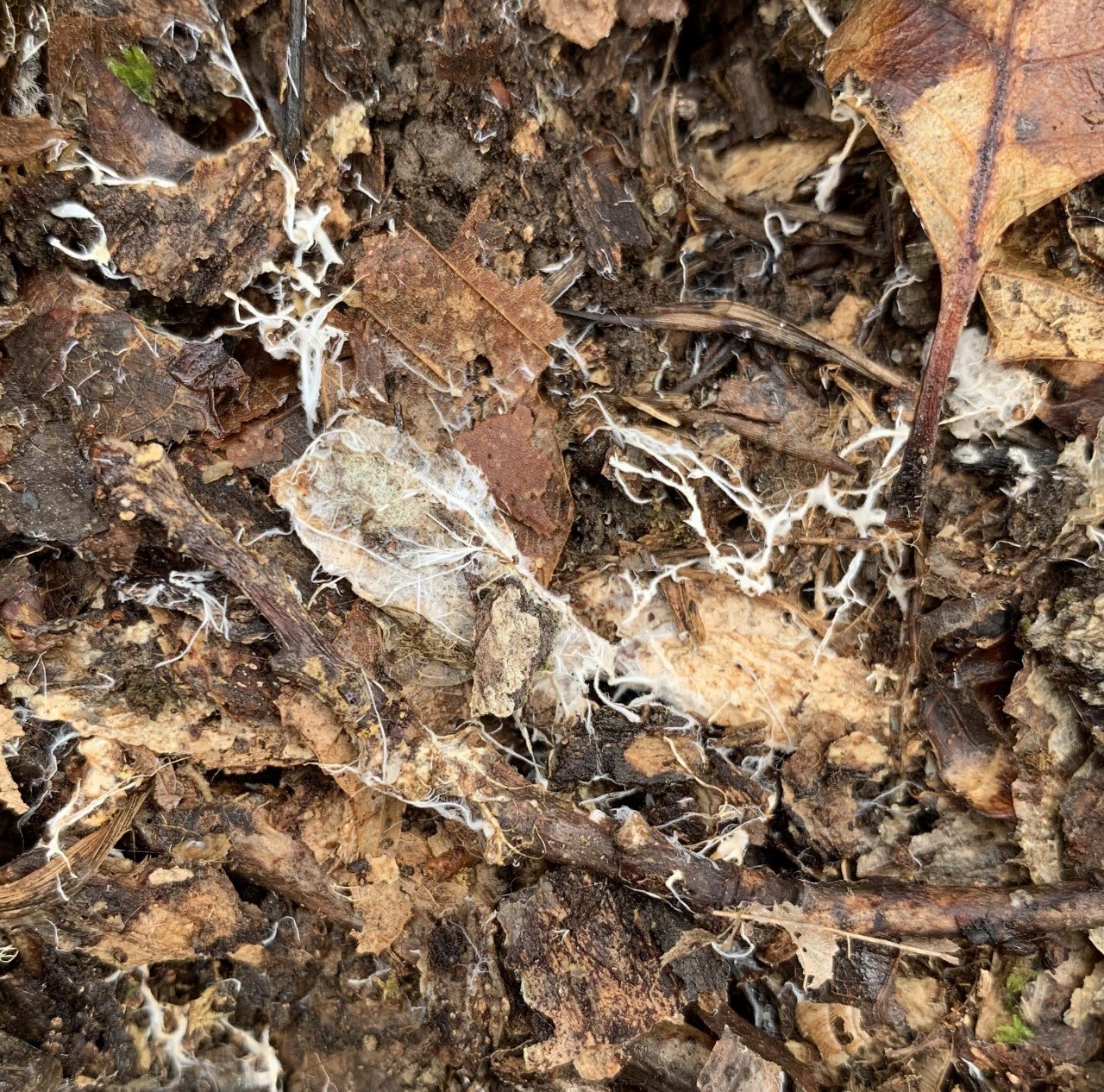 A Closer Look at Mycorrhizal Fungi (image credits: wikimedia)