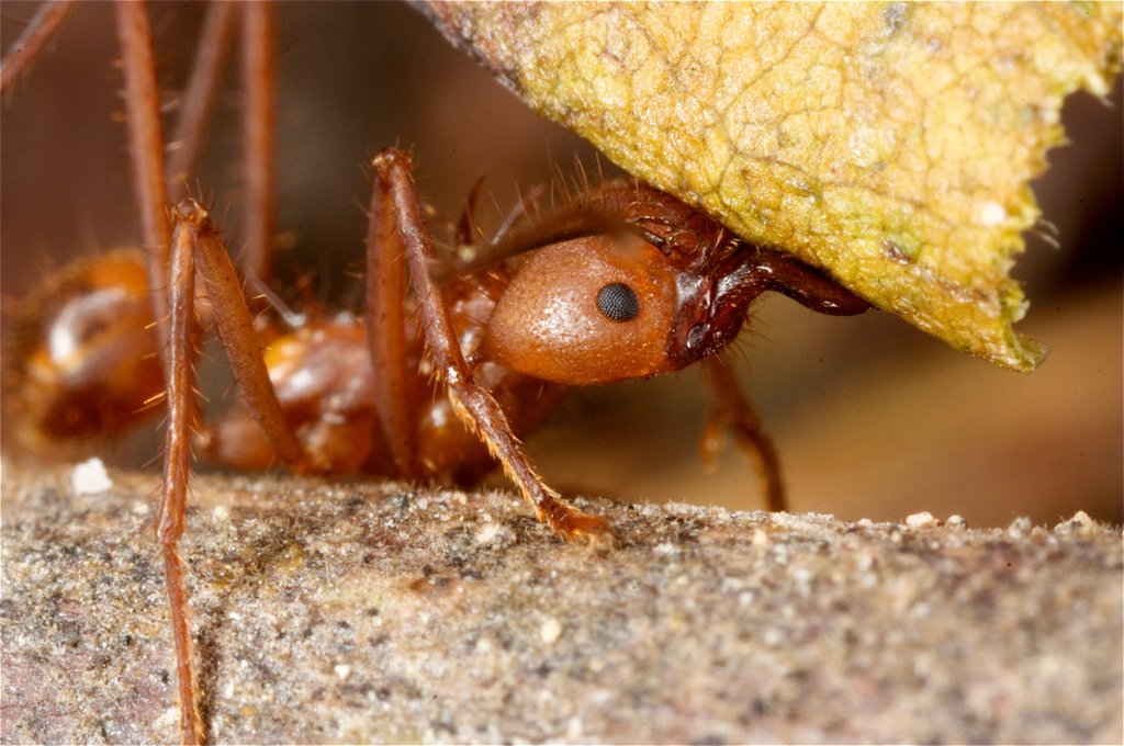 Ants: The Protectors and Gardeners (image credits: wikimedia)