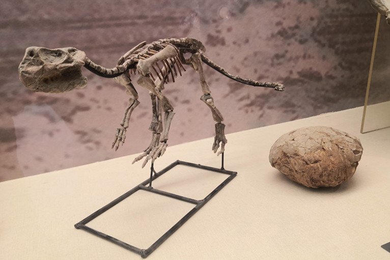 Dinosaurs and Their Legacy (image credits: wikimedia)