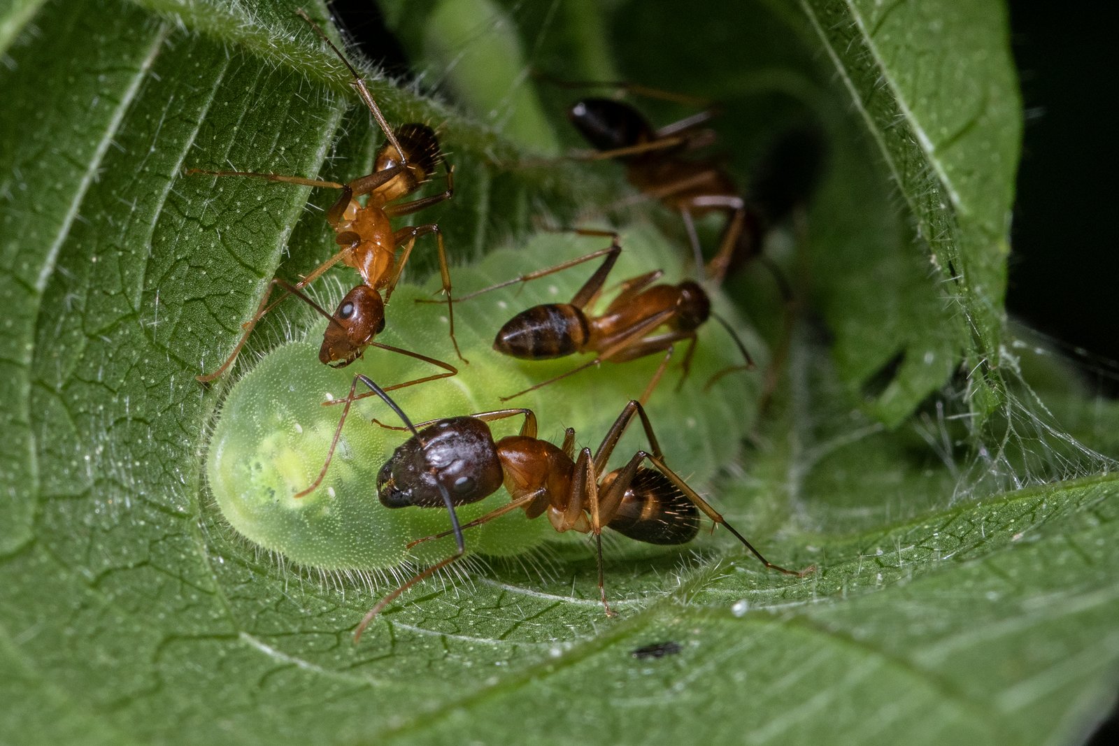 The Role of Ants in the Equation (image credits: wikimedia)