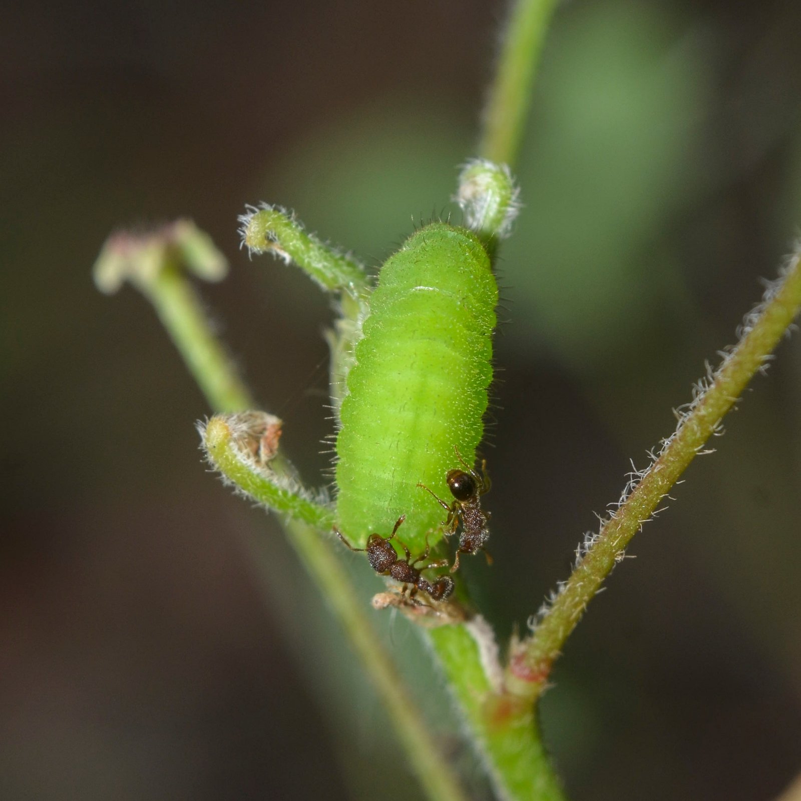 The Future of Butterfly and Ant Interactions (image credits: wikimedia)