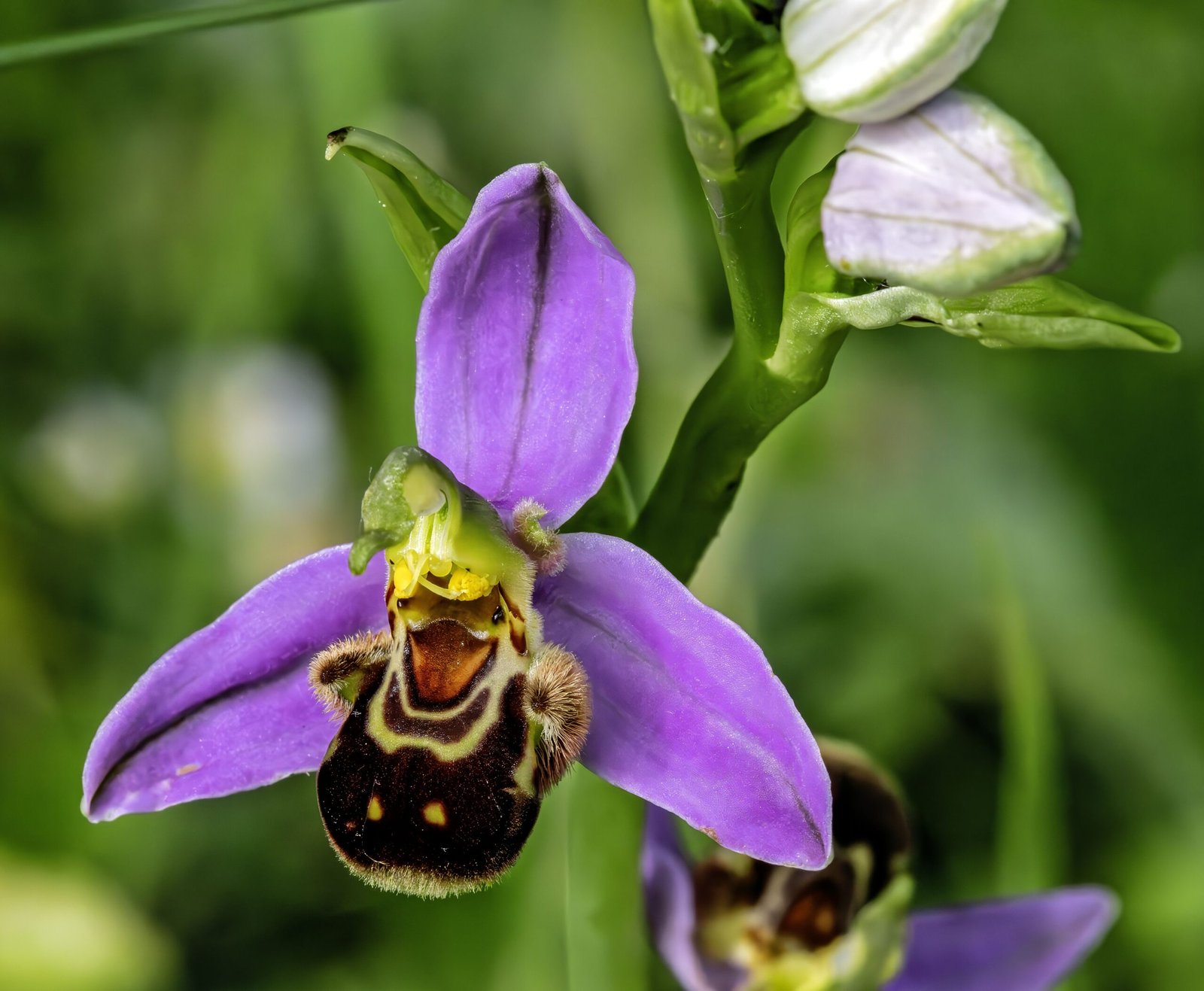 Legacy of the Lost Bee (image credits: wikimedia)