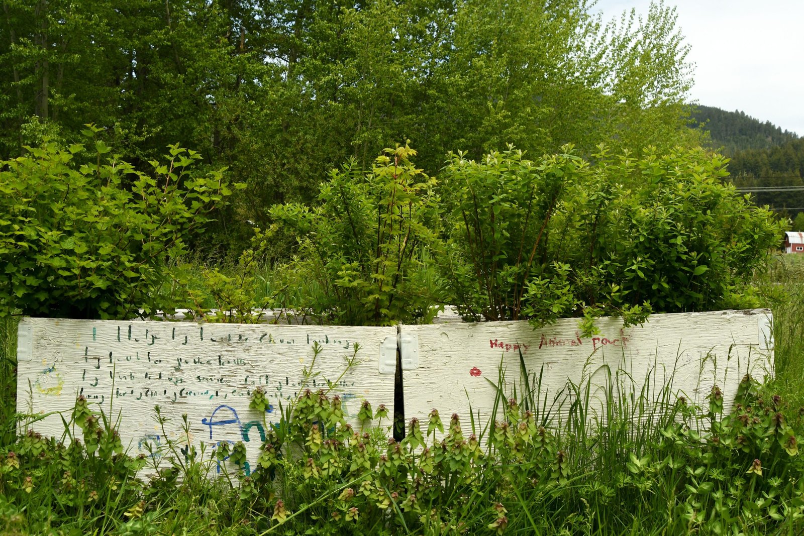 Conservation Efforts and Future Prospects (image credits: wikimedia)