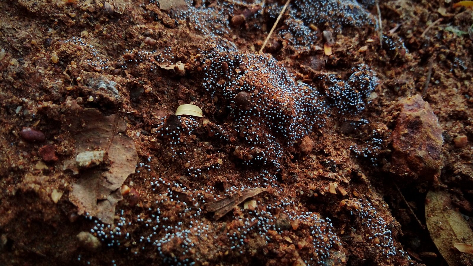 A Natural Solution: Fungi (image credits: wikimedia)