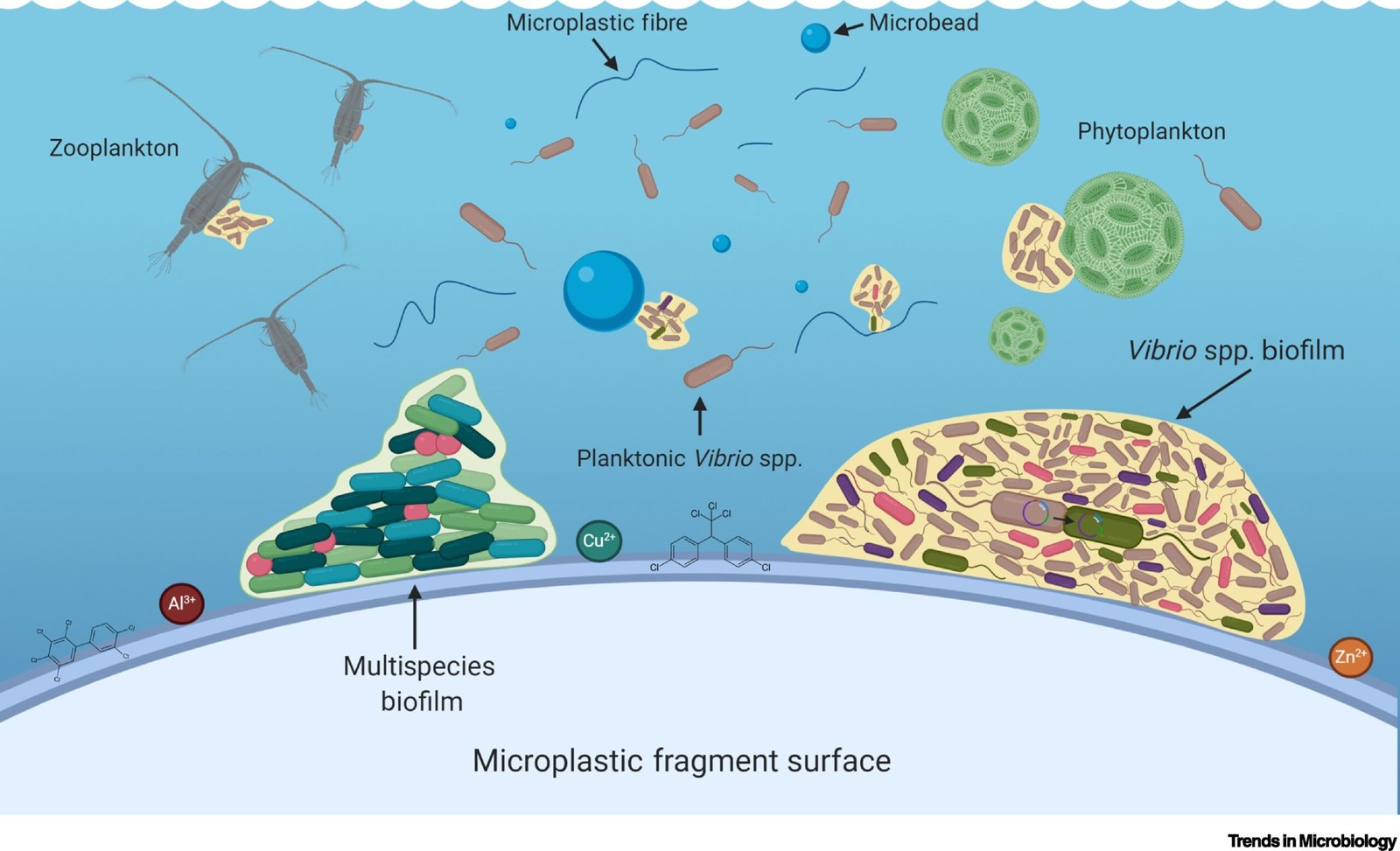 The Discovery of Plastic-Eating Mushrooms (image credits: wikimedia)