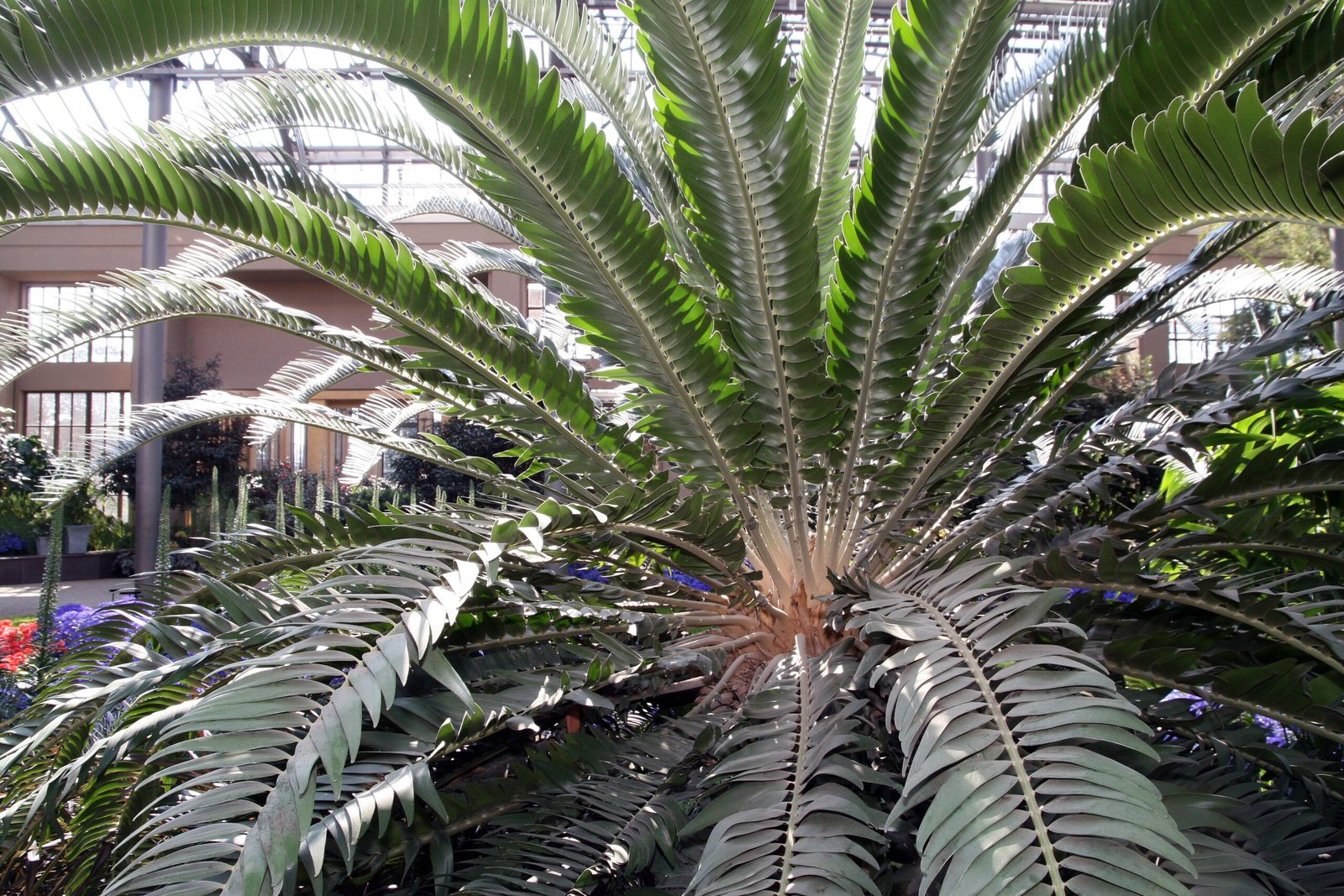 The Loneliest Plant: The Story of Encephalartos Woodii (image credits: wikimedia)