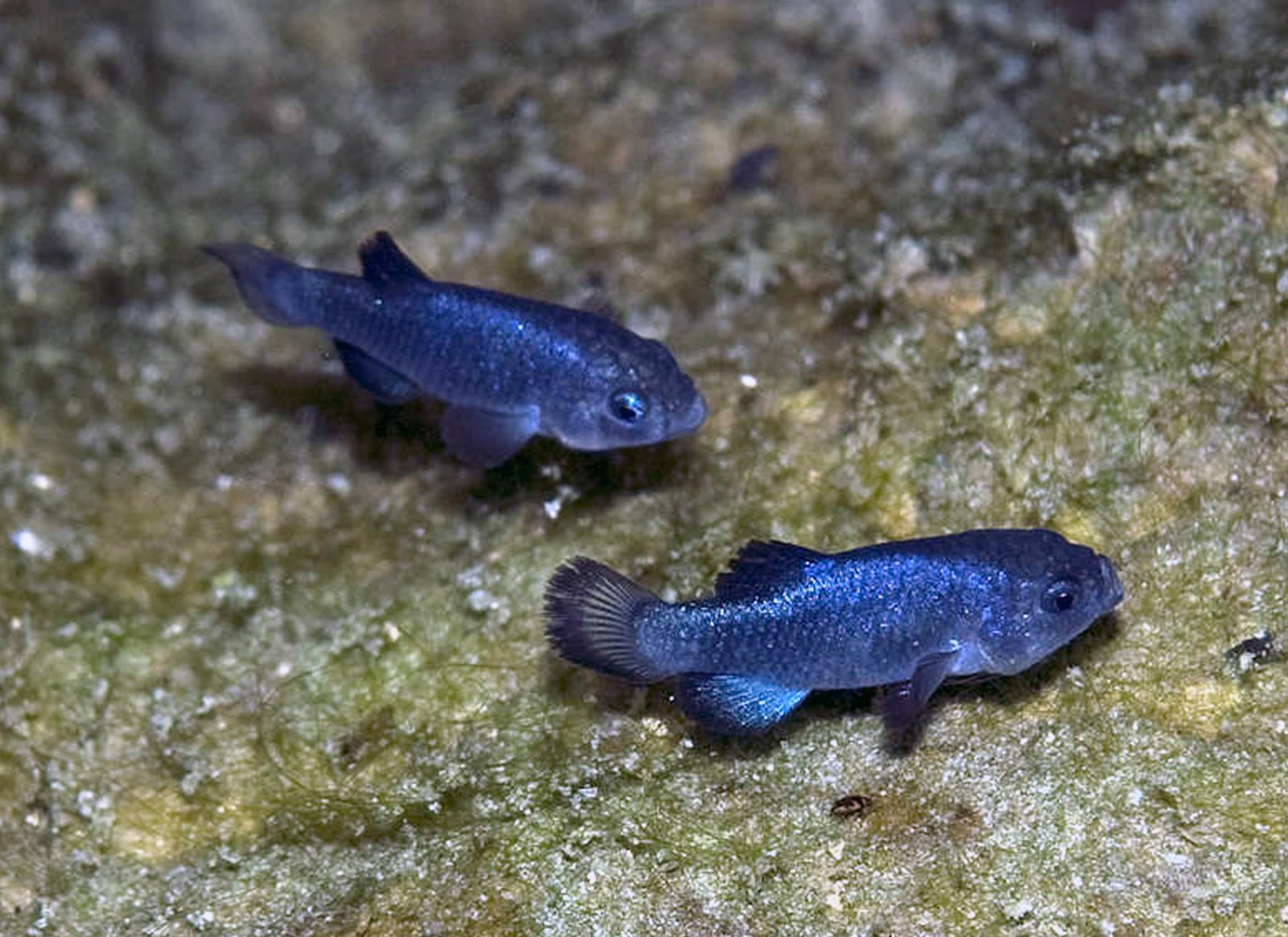 The Ghost of the Desert: The Devil's Hole Pupfish (image credits: wikimedia)
