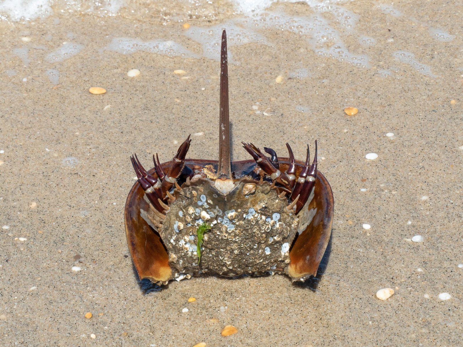 The Ancient Horseshoe Crab (image credits: wikimedia)