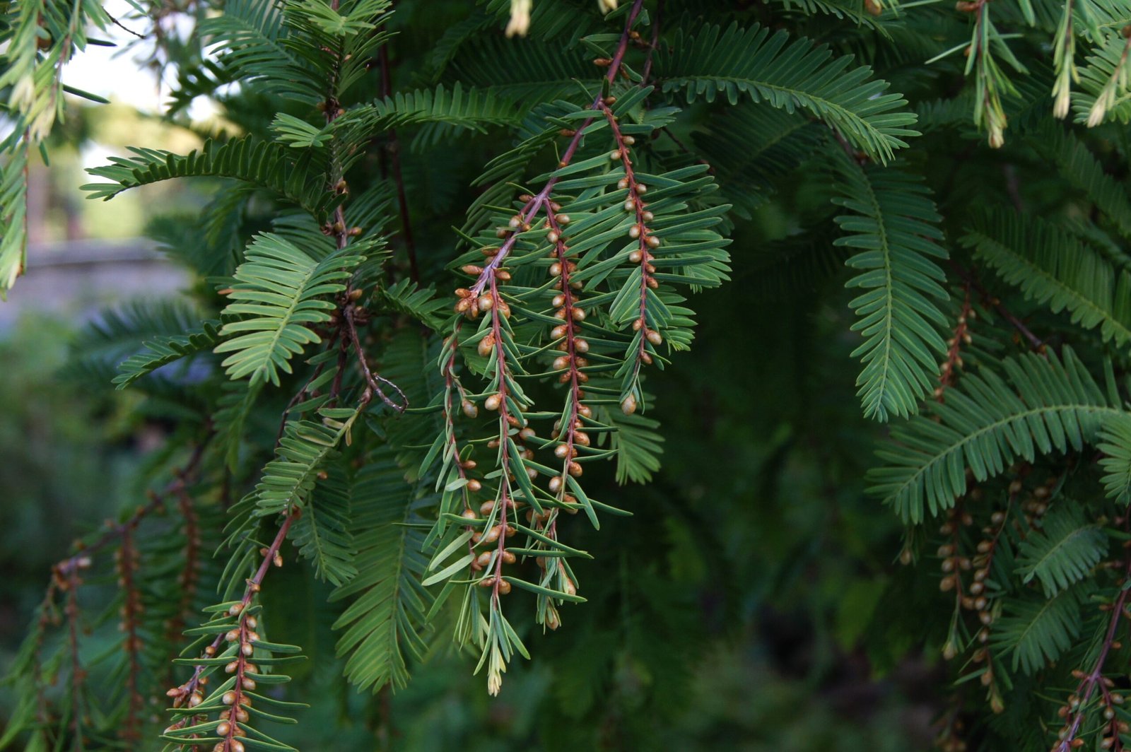 The Sole Survivor: The Dawn Redwood (image credits: wikimedia)
