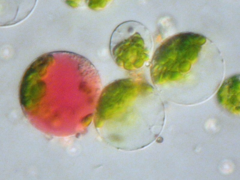 How Human Chimeras Are Formed (image credits: wikimedia)