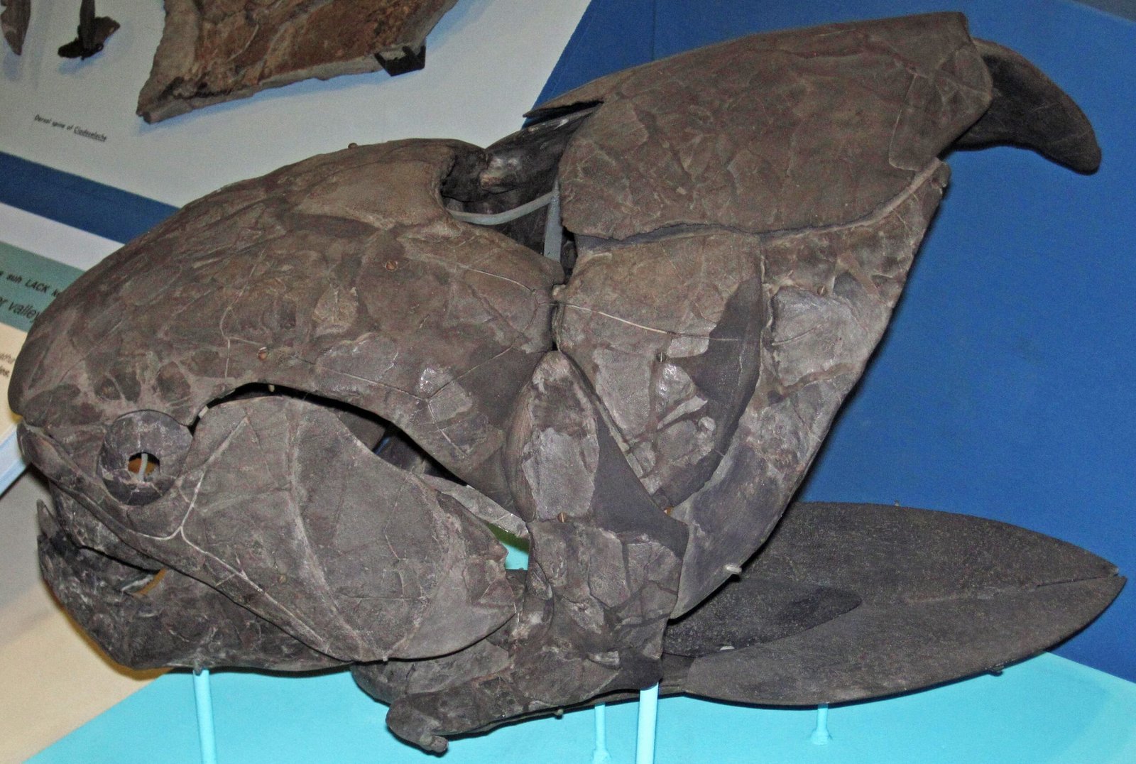 Fossils: Windows into the Past (image credits: wikimedia)