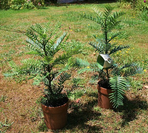 The Role of Scientific Research: Unlocking Mysteries (image credits: wikimedia)