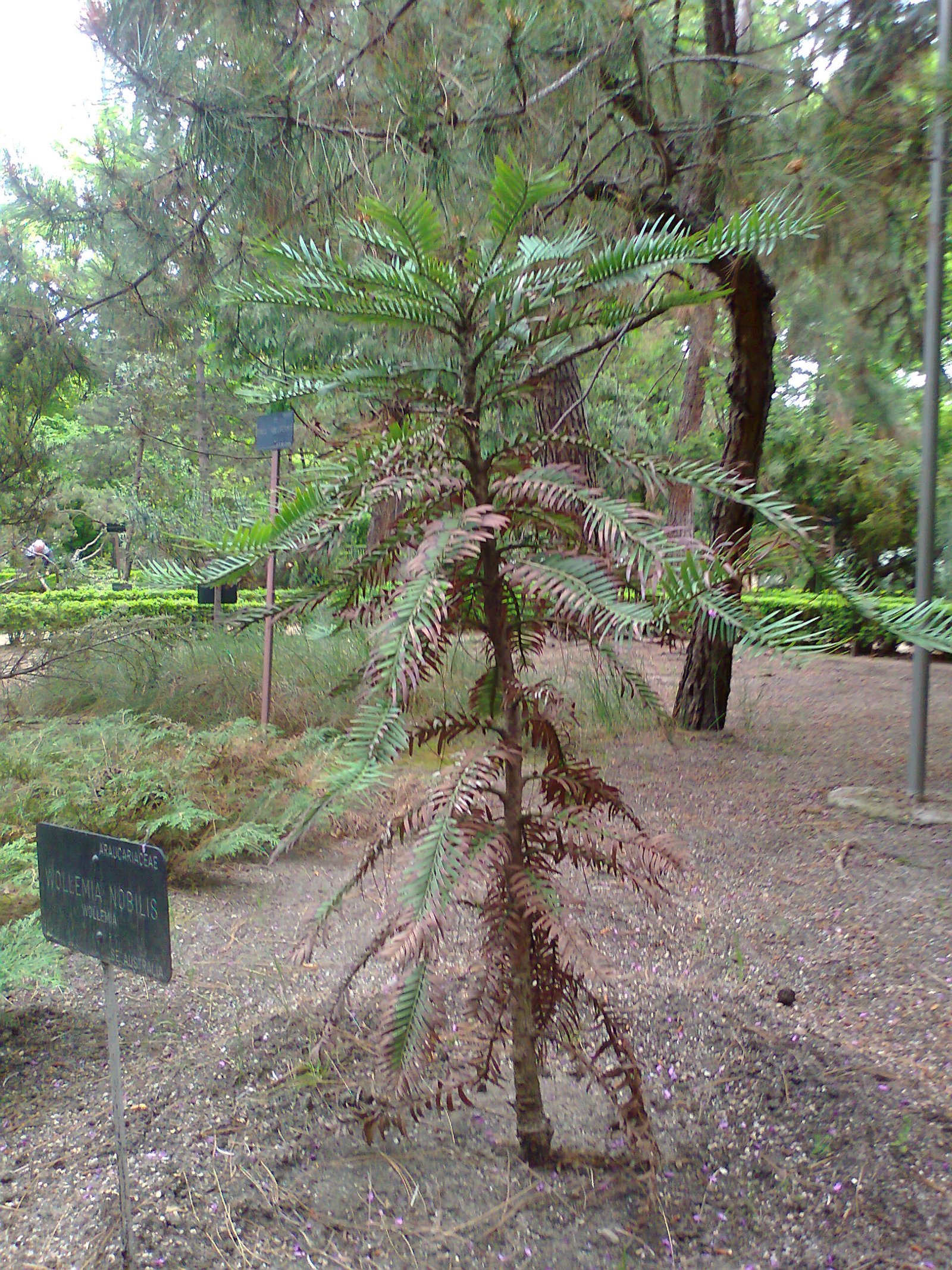 The Cultural Significance: A Symbol of Hope (image credits: wikimedia)