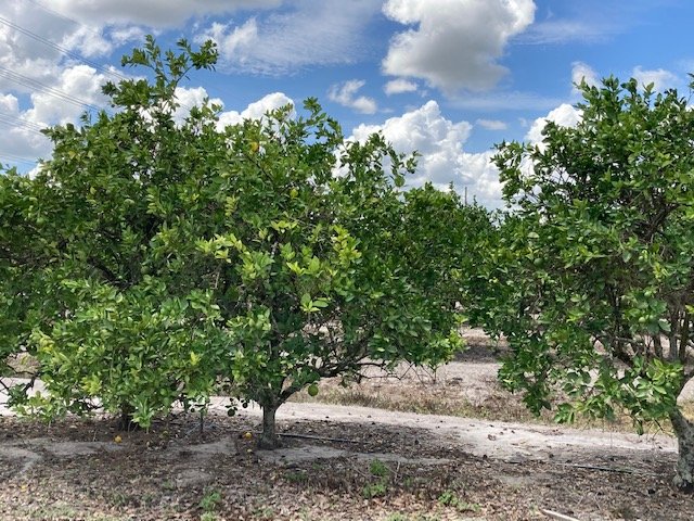 The Economic Toll on Florida’s Citrus Industry (image credits: wikimedia)