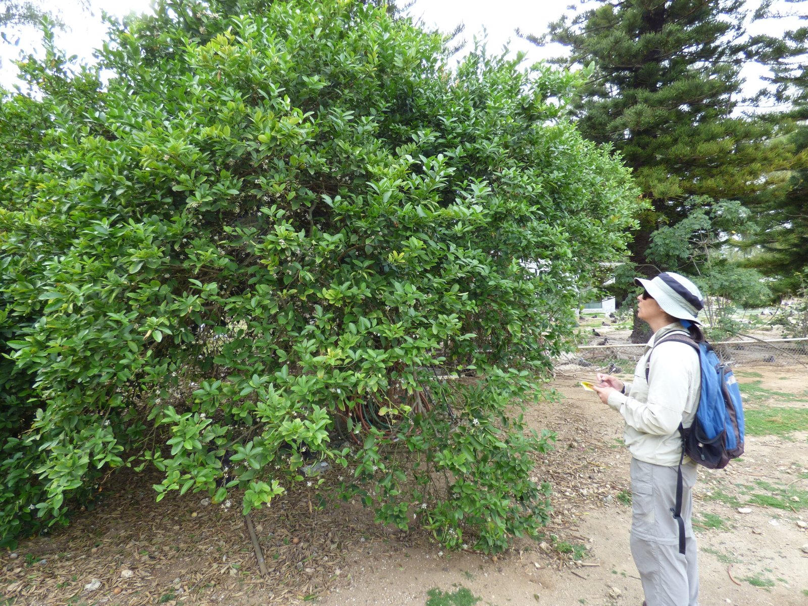 Community Efforts and Cooperative Initiatives (image credits: wikimedia)