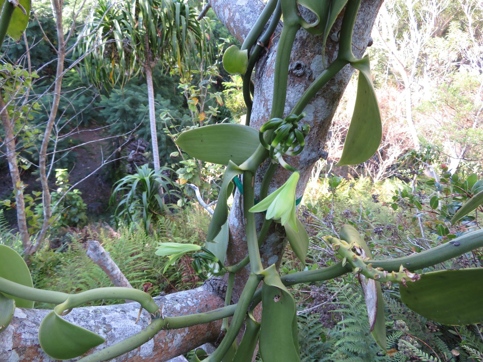 The Intricate Dance of the Vanilla Orchid (image credits: wikimedia)
