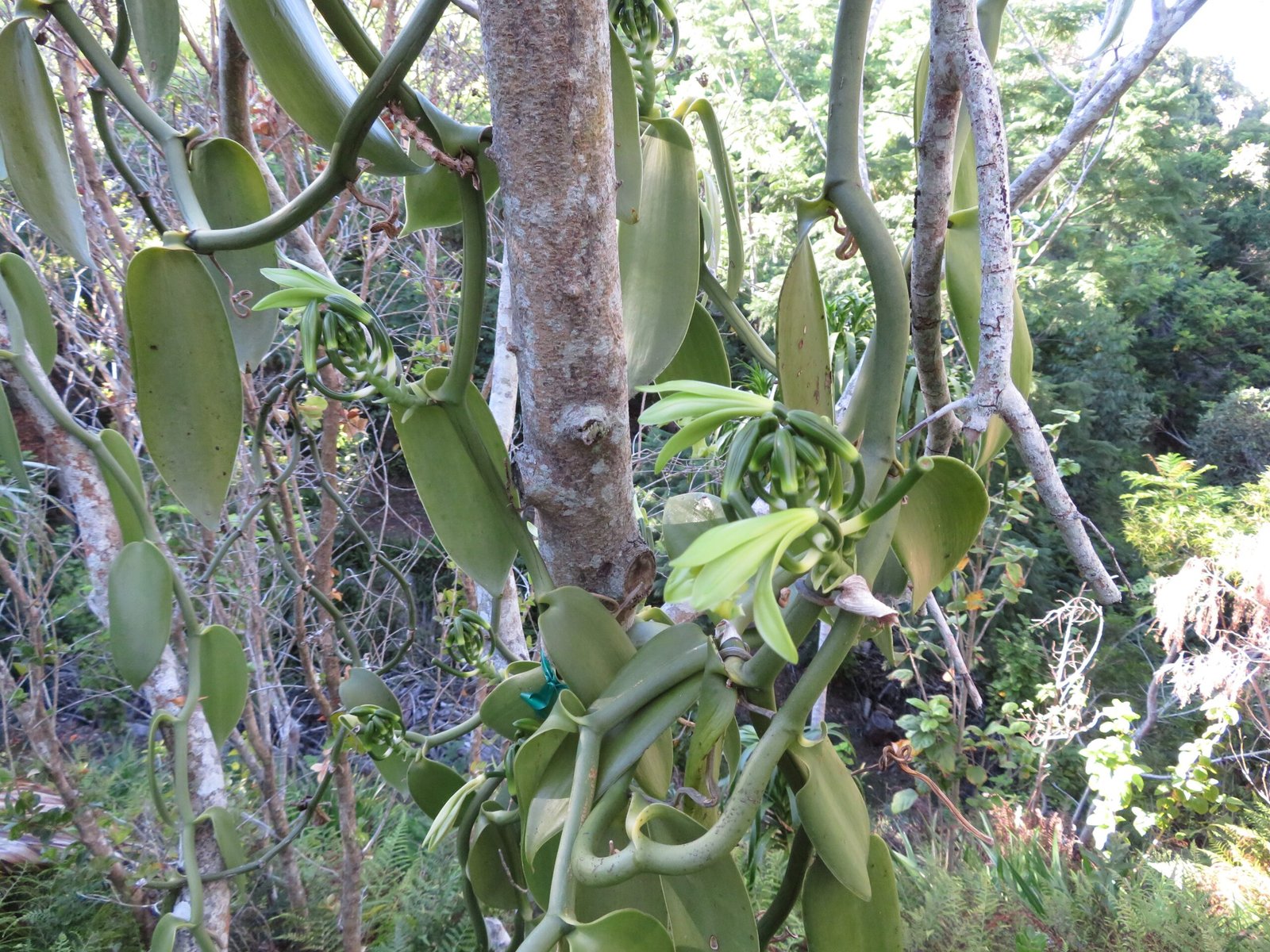 The Science Behind Vanilla Pollination (image credits: wikimedia)
