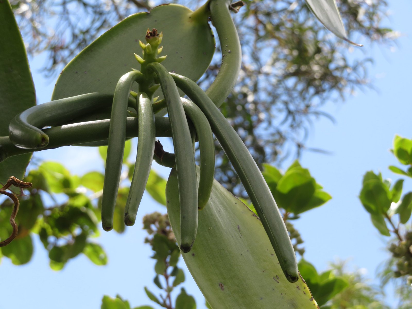 The Global Vanilla Market (image credits: wikimedia)