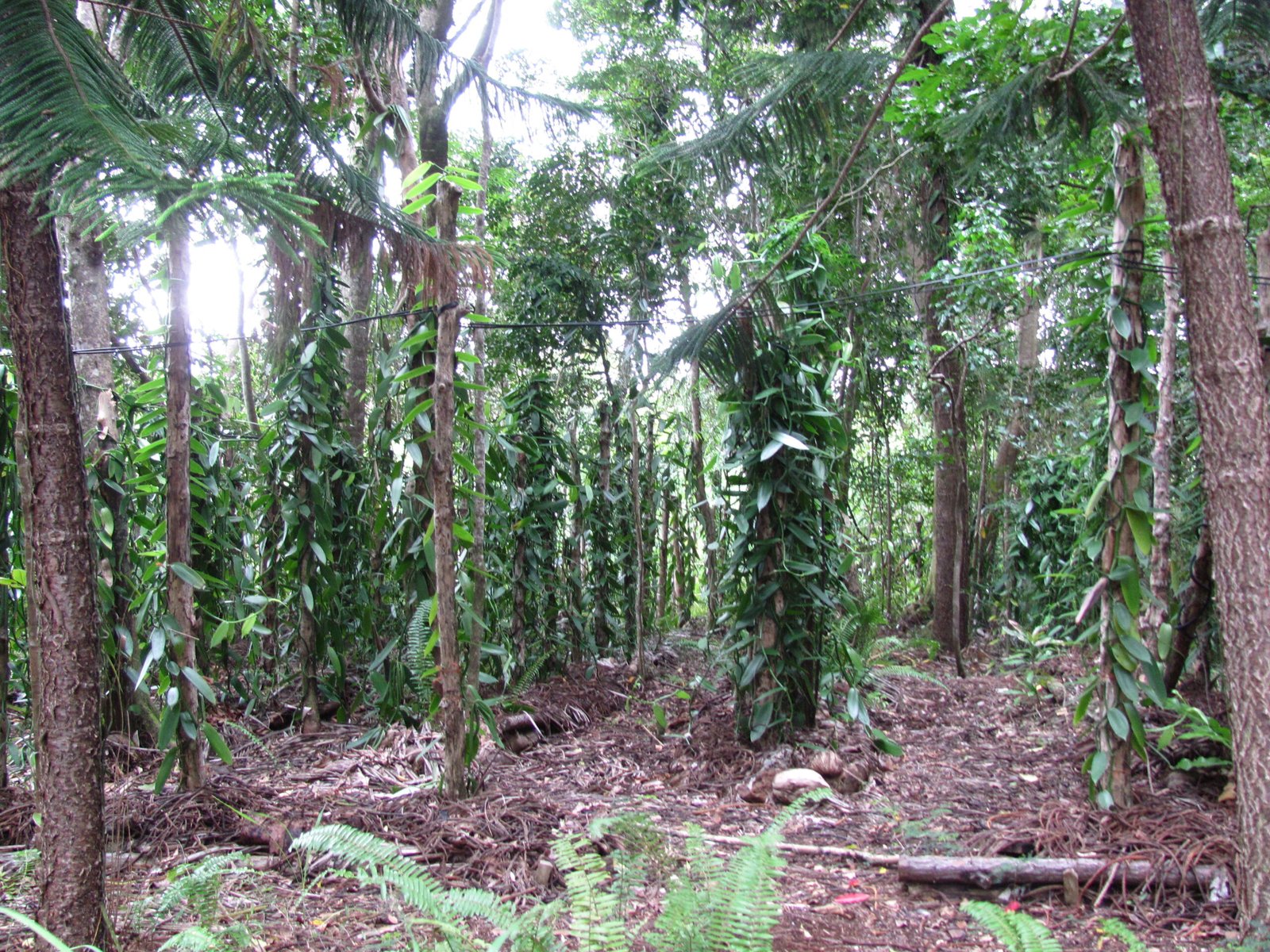The Challenges of Vanilla Farming (image credits: wikimedia)