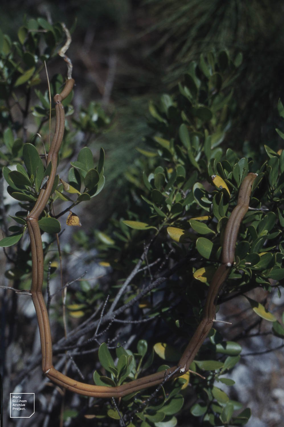 The Role of Technology in Vanilla Cultivation (image credits: wikimedia)