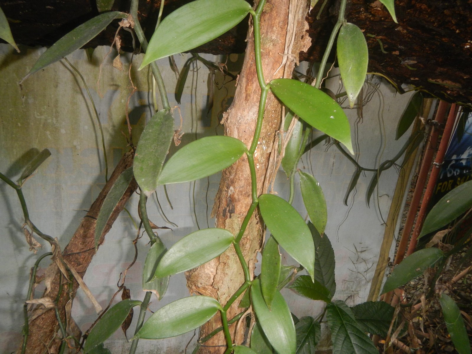 Environmental Impacts of Vanilla Production (image credits: wikimedia)