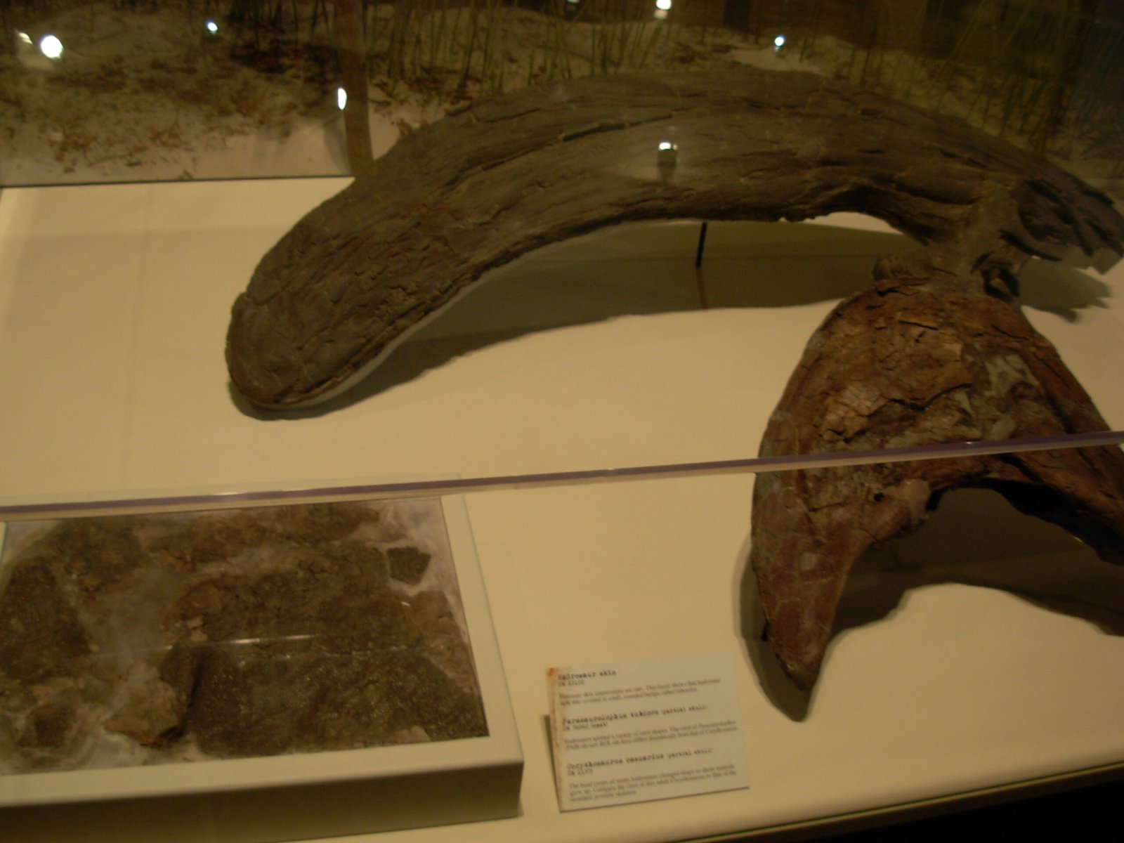 The Marvel of Dinosaur Skin Preservation (image credits: wikimedia)