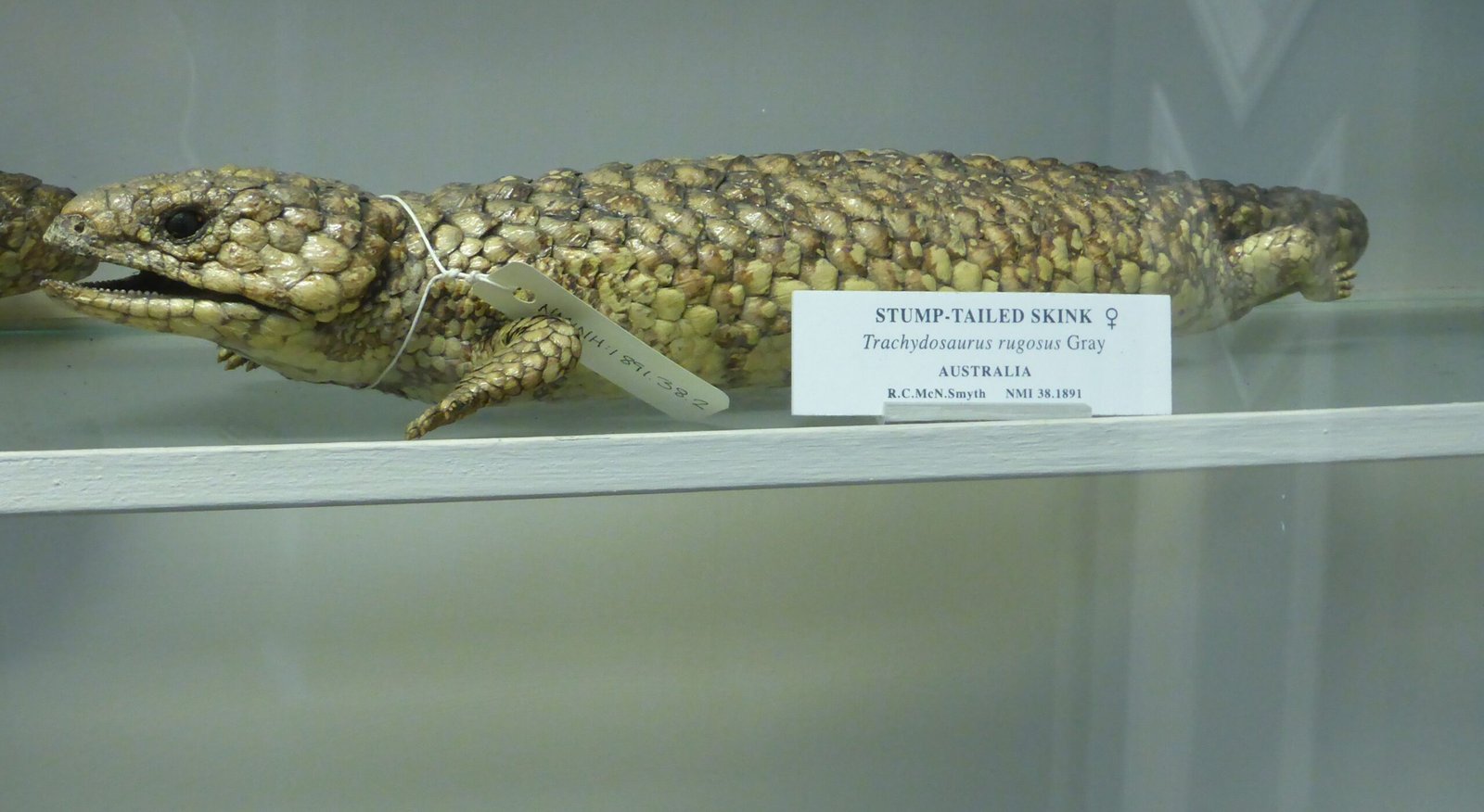 Comparative Analysis with Modern Reptiles (image credits: wikimedia)