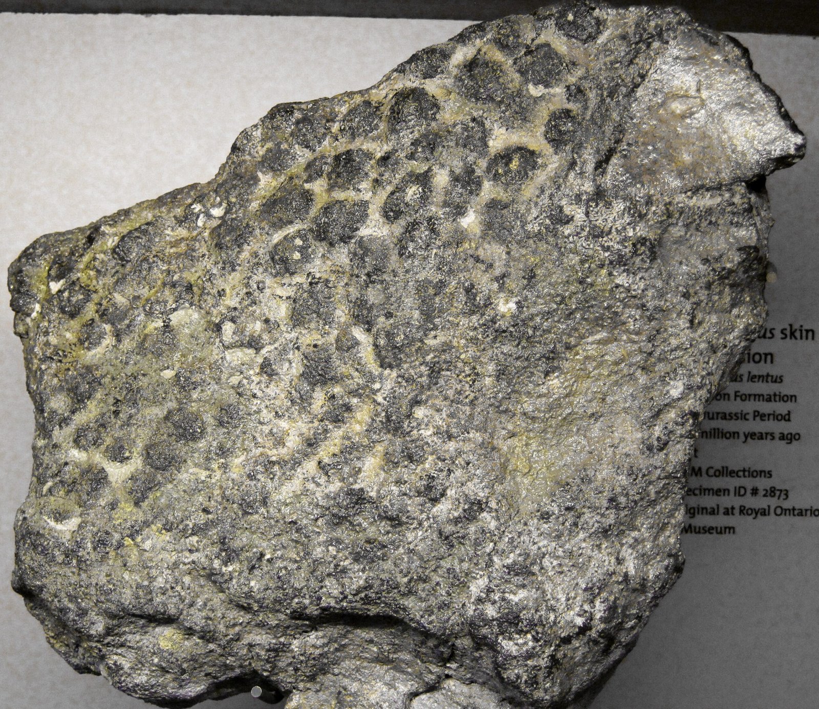 Fossilized Skin and Geological Context (image credits: wikimedia)
