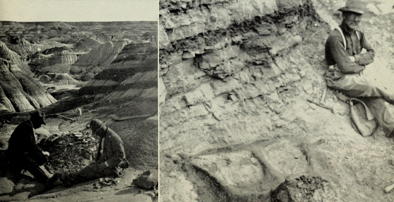 The Role of Skin Fossils in Climate Models (image credits: wikimedia)