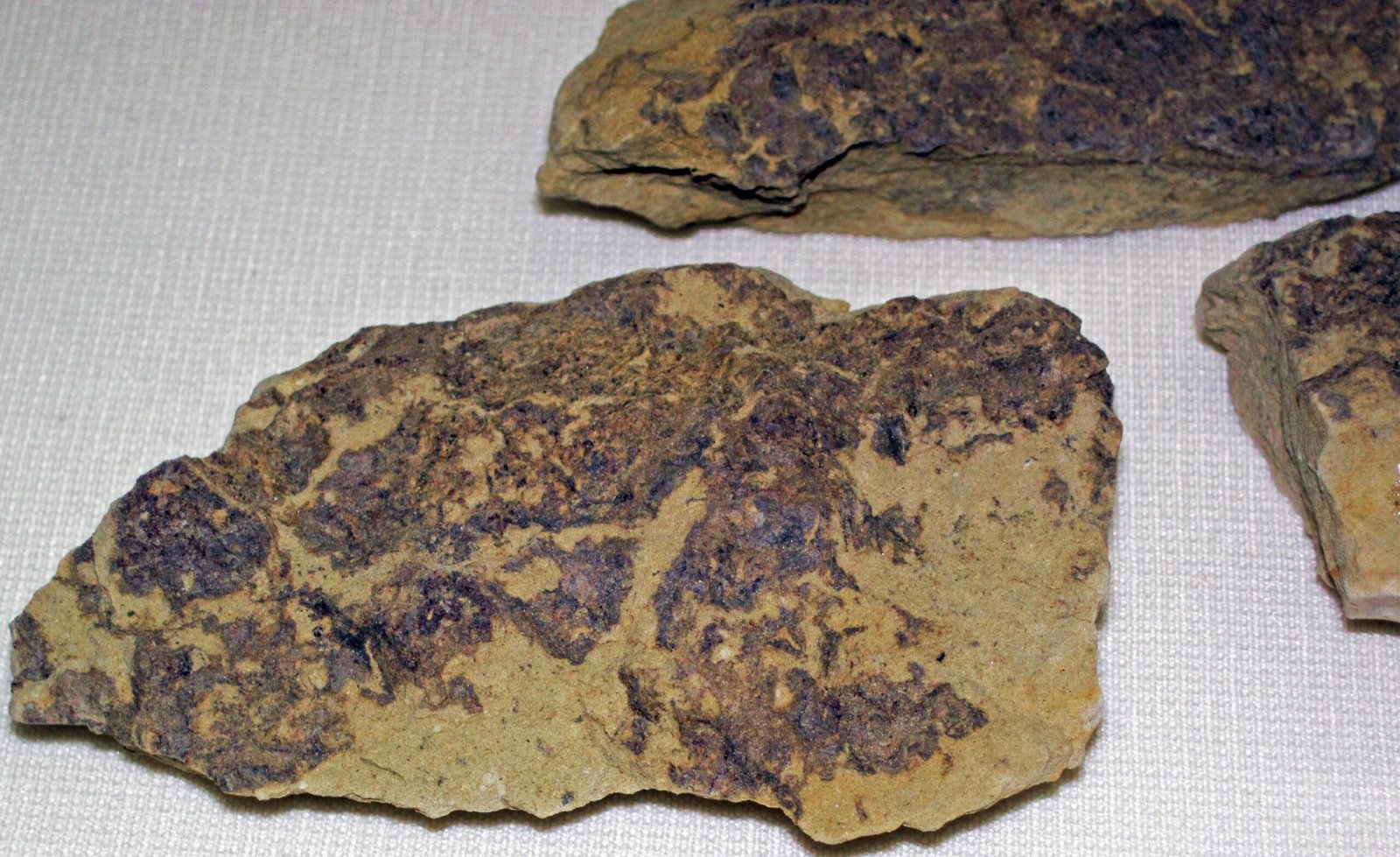 The Fascination with Dinosaur Skin Fossils (image credits: wikimedia)